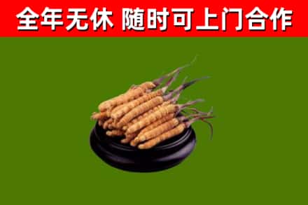 鄢陵回收散虫草