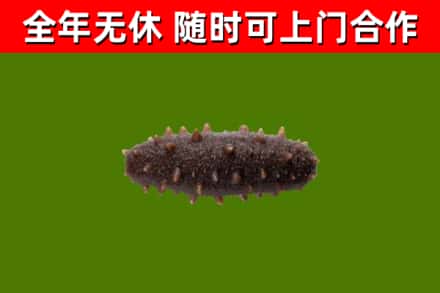 鄢陵回收海参干